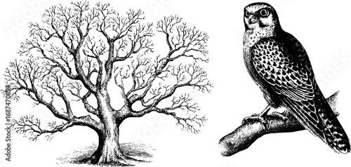 Falconry enthusiasts at dawn: engraved collection of falcons and landscapes for art and design