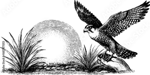 Falconry at sunrise: engraved illustration collection featuring majestic falcons