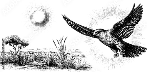 Falconry scene at sunrise with engraved falcon silhouette for nature art design