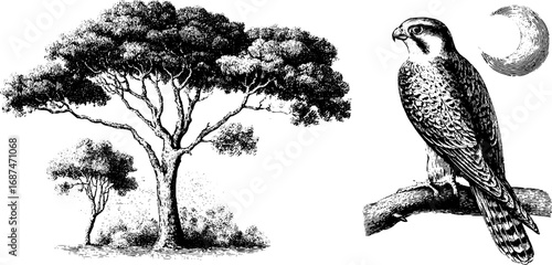 Falconry in twilight forest: engraved illustration with falcon and trees for design