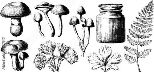 Herbal forest engraving of mushrooms and plants for botanical design