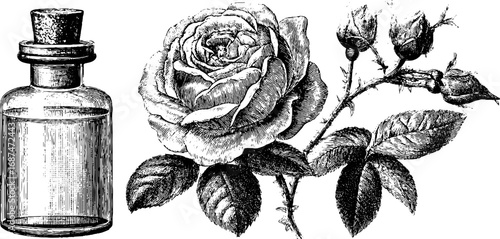 Engraved botanical perfume illustration with rose and vintage bottle design