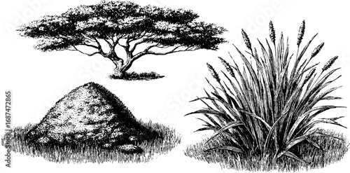 Engraved savanna illustration set featuring acacia tree and grass for nature design