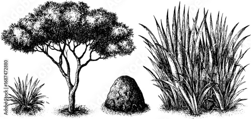 Engraved illustration set of savanna acacia tree and vegetation for nature-inspired designs