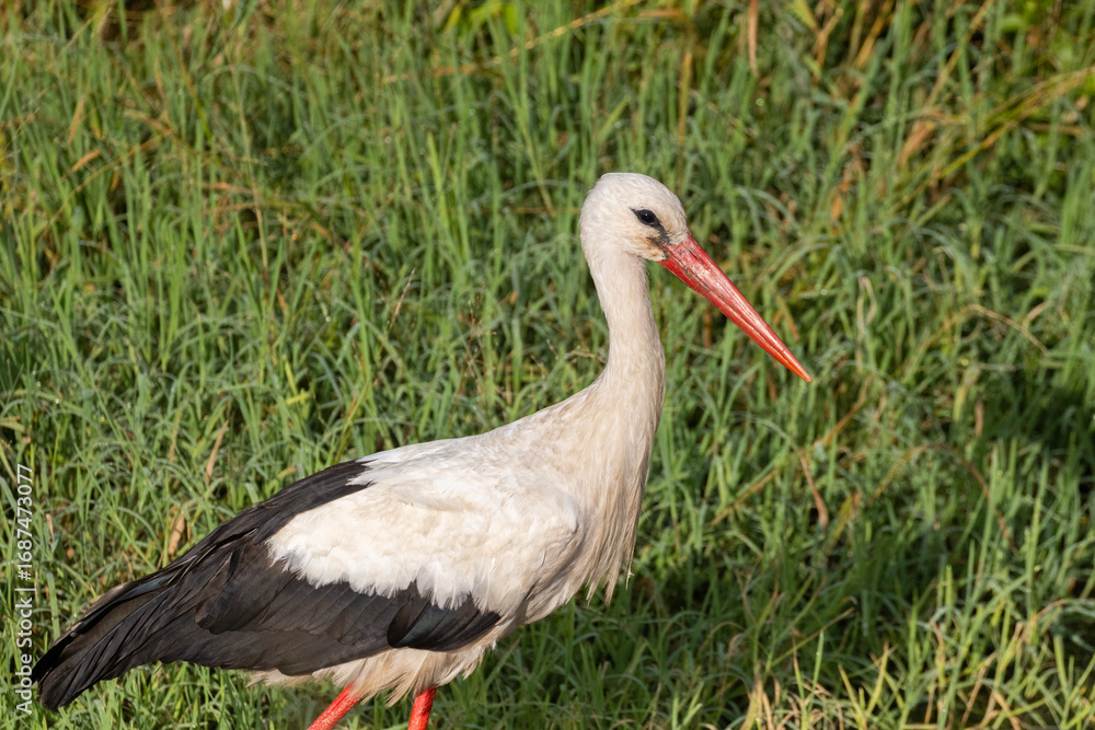Fototapeta premium white stork (Ciconia ciconia) in summer