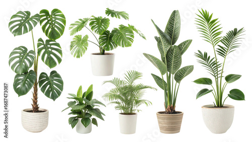 Collection of various indoor houseplants in pots isolated on transparent background