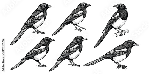 Six Detailed Black And White Engraved Magpies Standing On White Background bird avian