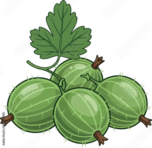 Fresh green gooseberries with leaf realistic illustration vibrant fruit healthy ingredient summer harvest vector