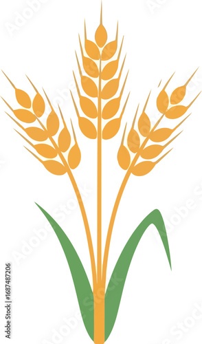 Golden wheat stalks agriculture harvest food bread ingredients organic growth nature vector