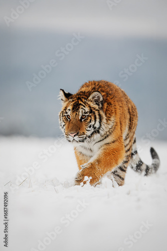 Amur tiger Panthera tigris altaica walking determinedly in snowy winter field landscape