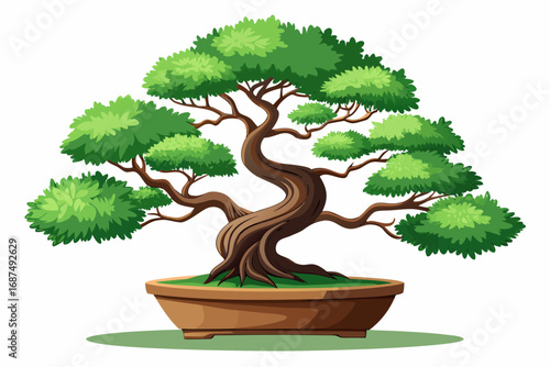 bonsai tree isolated