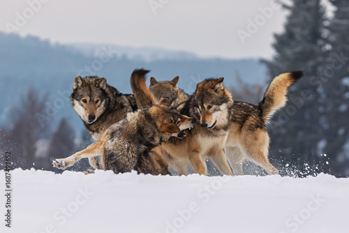 wolves Canis lupus in snowy forest pack interaction during winter season