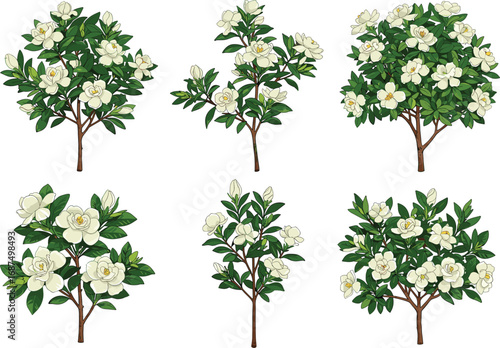 PrintRealistic Gardenia Bush Set with White Flowers and Green Leaves – Botanical Vector Illustration for Landscaping, Gardening, and Nature Design