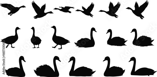 Silhouettes of various swans and geese in different poses, ideal for nature, bird illustration, and wildlife designs, featuring elegant birds in flight and rest.