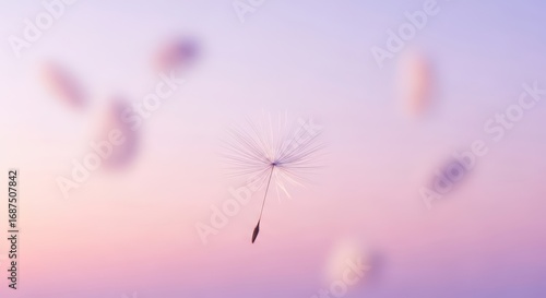 Dandelion seed flying on purple pink gradient background. Concept freedom, wish and hope. Airy texture for advertisement.