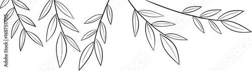 Black and white illustration of willow branches with long slender leaves arranged in a minimalist style against a white background
