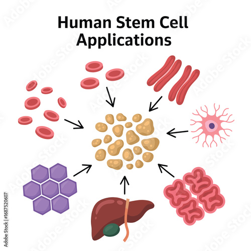 Diagram illustrating human stem cell applications and differentiation