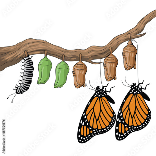 Monarch butterfly life cycle showing caterpillar chrysalis and adult butterflies on a branch