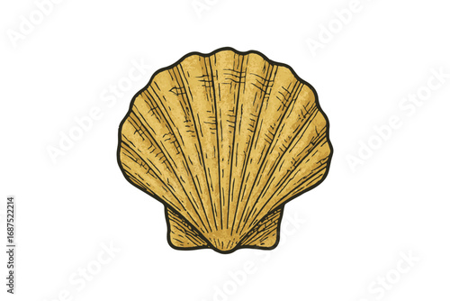 Vintage Sea Shell Illustration