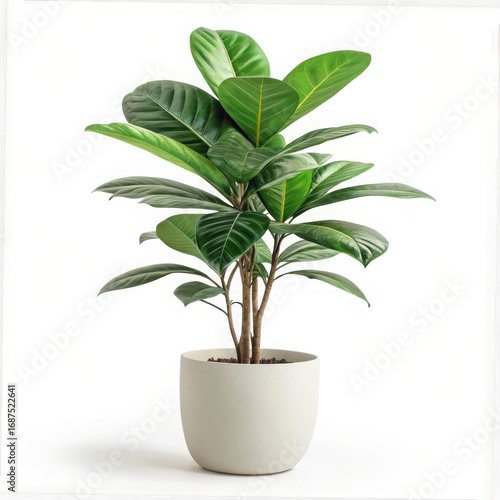 A potted plant with large green leaves against a white background studio shot