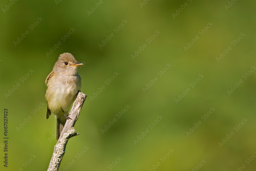 Fototapeta premium Willow Flycatcher, Empidonax traillii, single bird