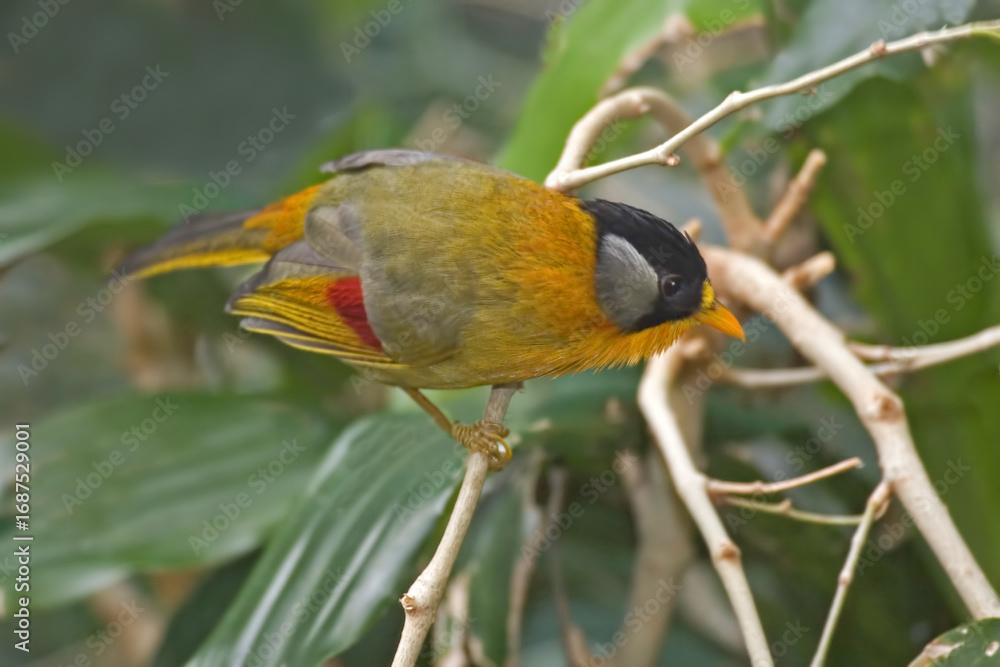 Fototapeta premium Silver-eared Mesia, Leiothrix argentauris, perched