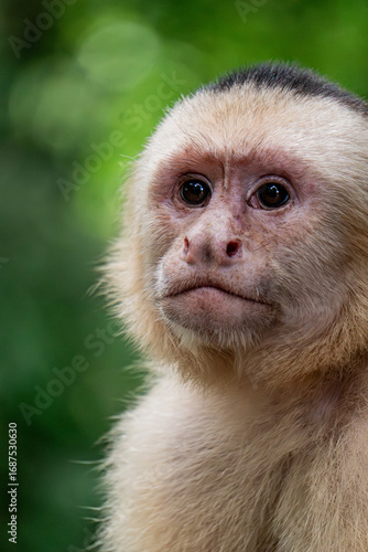 Tableau sur toile White-faced capuchin monkey portrait in Costa Rica rainforest