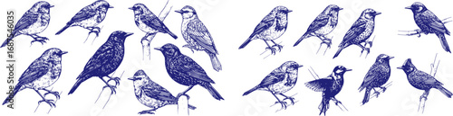 set of Hand drawn set with birds. Robin, blackbird, woodpecker, gold crest, starling. different species from European and Russian forests, engraving, hatching style done with ink pen. toile de juoy