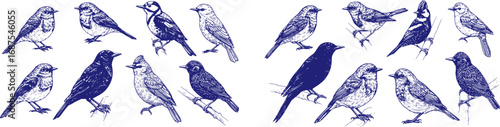 set of Hand drawn set with birds. Robin, blackbird, woodpecker, gold crest, starling. different species from European and Russian forests, engraving, hatching style done with ink pen. toile de juoy