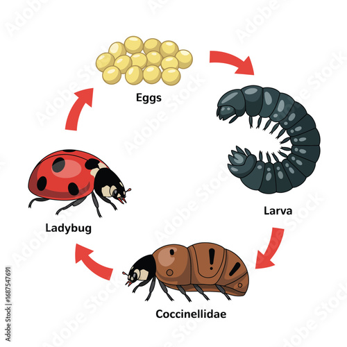 Illustration of the ladybug life cycle from egg to adult