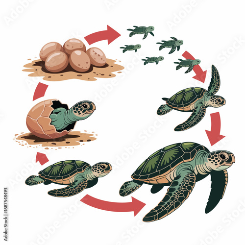 Life cycle of a sea turtle from egg to adult