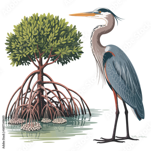 Great blue heron standing beside a mangrove tree in water
