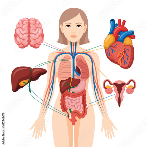 Illustration of a female body with major organs highlighted and connected