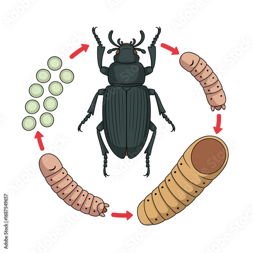 Life cycle of a beetle showing egg larva pupa and adult stages