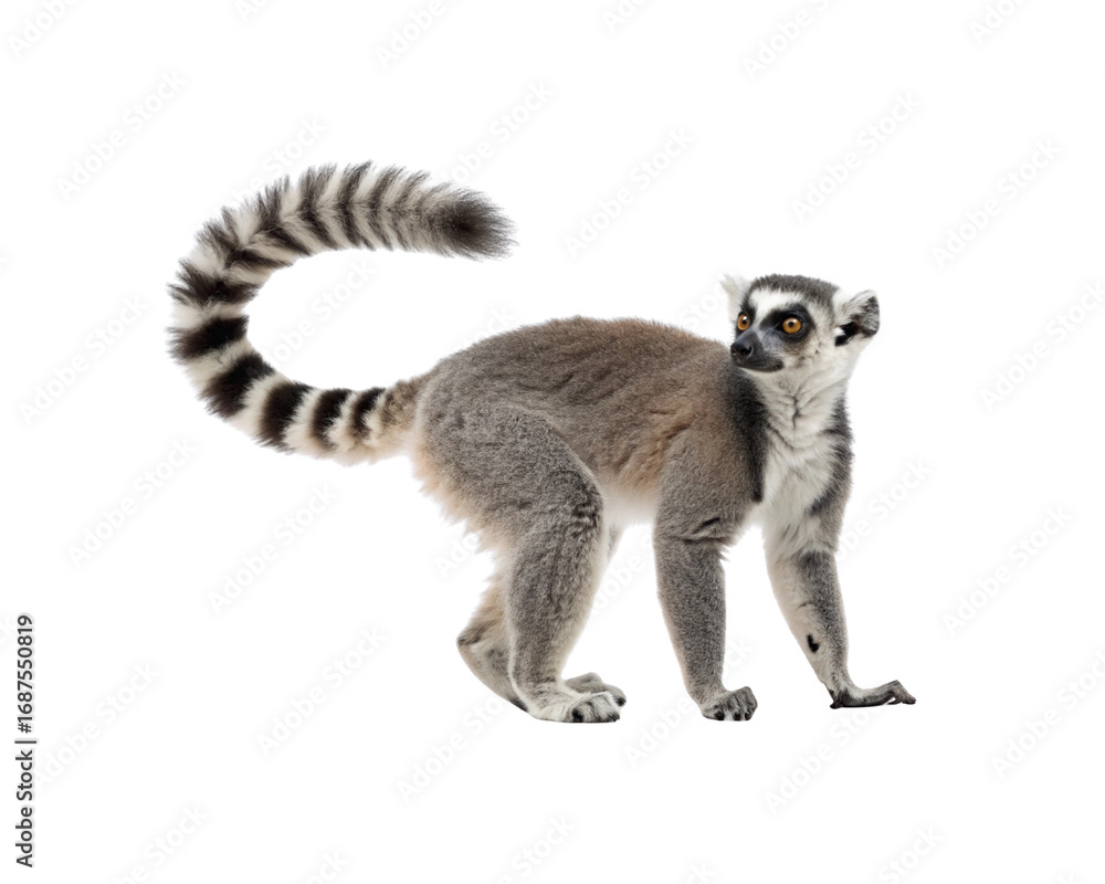 Obraz premium A full-length ring-tailed lemur standing in profile, isolated on a clean white background