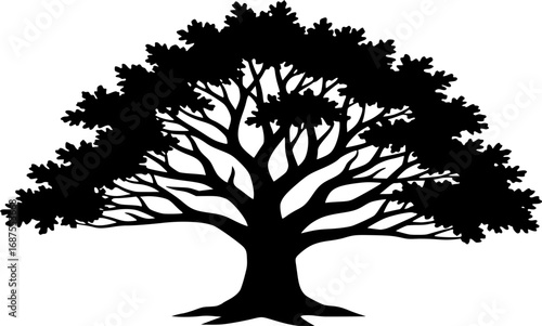 Black silhouette of a mature oak tree white background