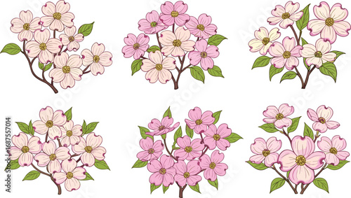 Pink and white dogwood flower branches, botanical spring blossom illustration, floral nature design, detailed blooming petals with green leaves, seasonal decorative vector set