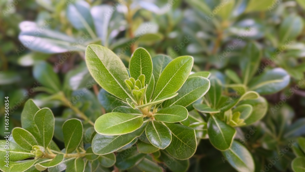 Obraz premium Close up of a green leaves