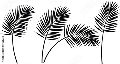 black palm leaves silhouettes on transparent background