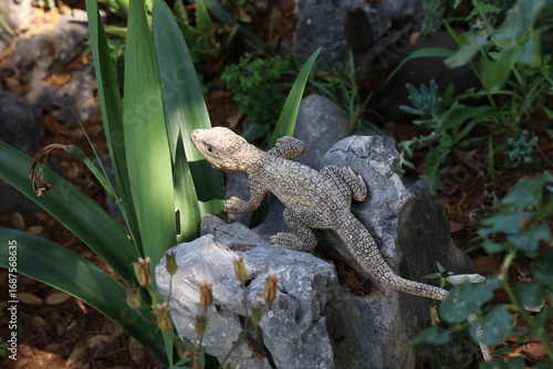 Decorative lizard among plants in the garden