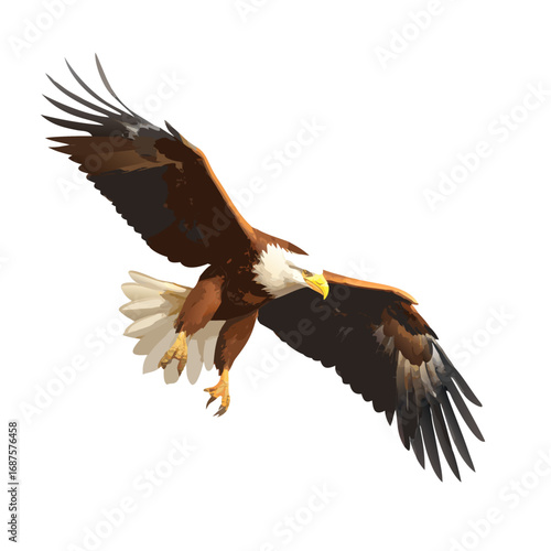 american bald eagle