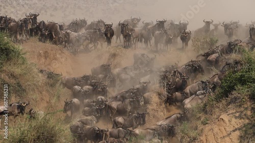 The great migration of wildebeest and zebra over the Mara River in Africa