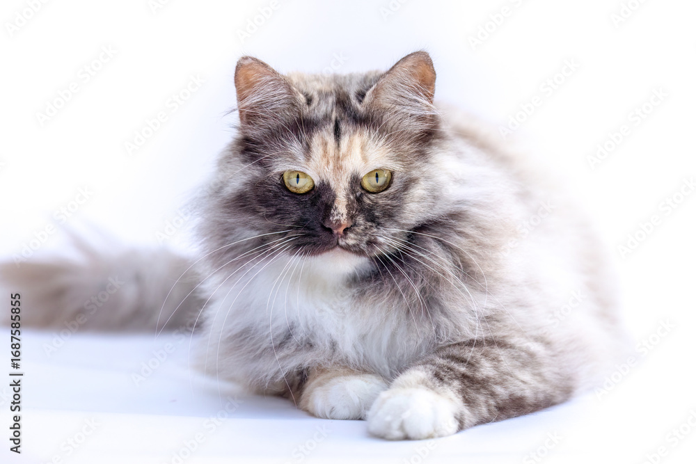 Fototapeta premium German Longhair cat with blue tortie smoke coat posing in studio on white background