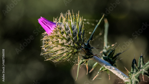 Macro shot of flower, nature, green 