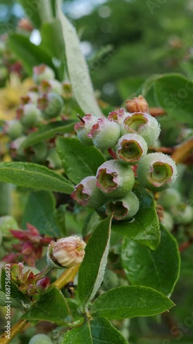 Wallpaper Mural Detailed shot of green unripe blueberries clustered on a branch, showcasing Torontodigital.ca