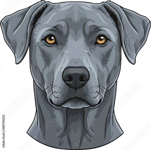 Blue Lacy dog face front view headshot portrait vector illustration