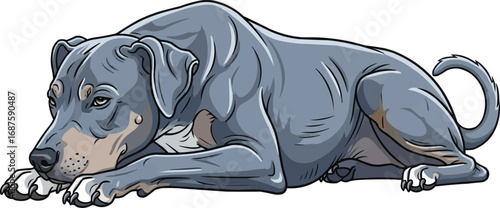 Blue Lacy dog laying down relaxed cute vector illustration