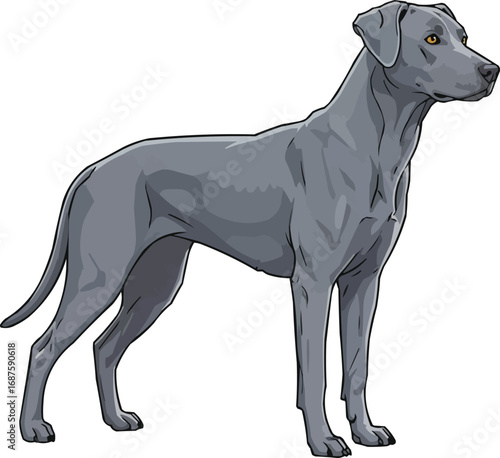 Blue Lacy dog standing side profile view vector illustration