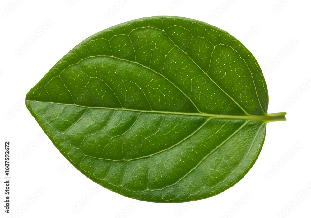 Obraz premium Close-up view of a vibrant green leaf, showcasing intricate vein patterns against a stark black backdrop.