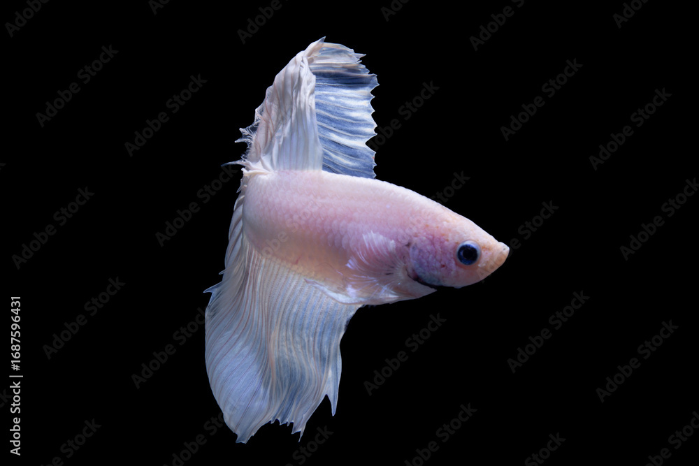 Obraz premium Thai Betta, Picture of a beautiful white Thai fighting fish swimming in the water, black background.